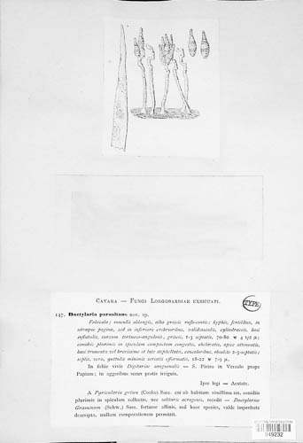 Dactylaria image